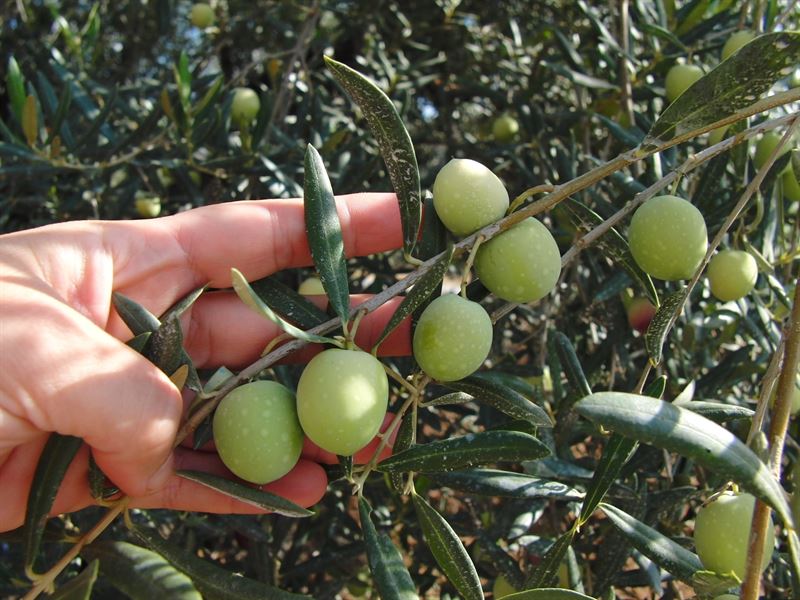 Oliven Bio-olivenöl