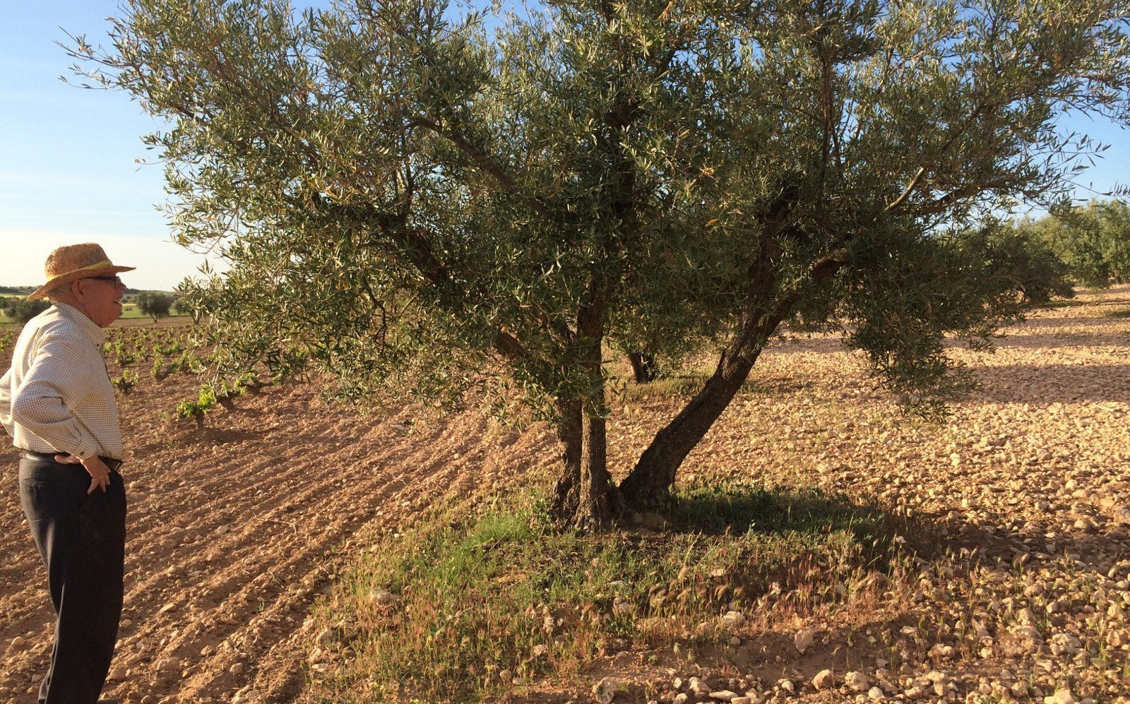 Bio-Olivenöl Olivenbaum