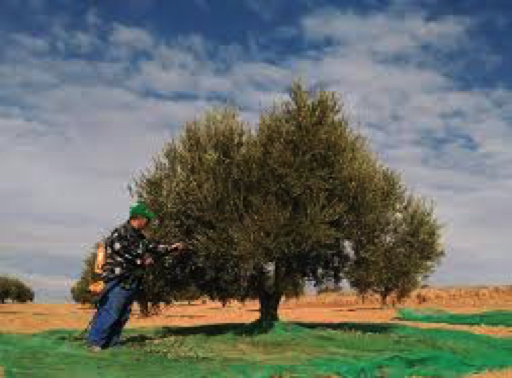 Bio-olivenöl Baum